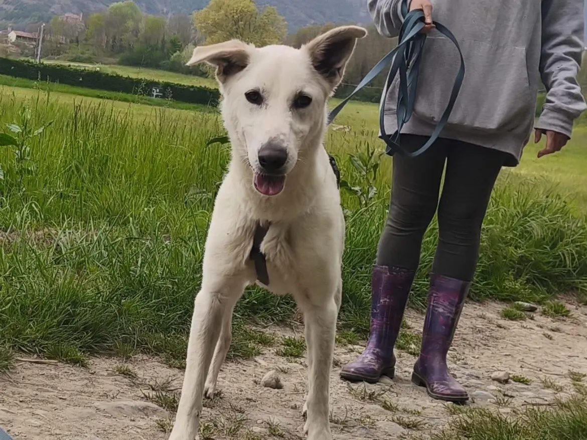Adozione cane, femmina, Razza sconosciuta Razza sconosciuta, 2 anni e 7 mesi, taglia media, Torino