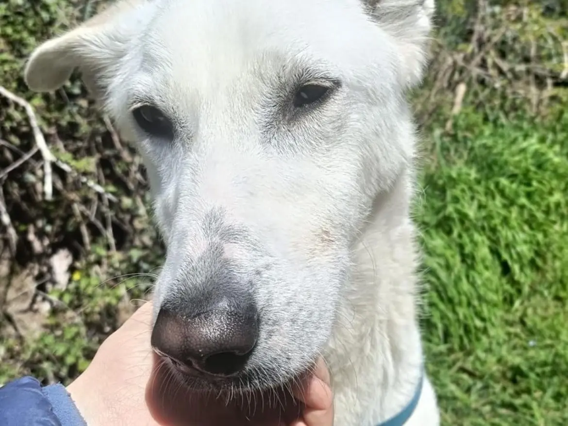 Adotta un cane, femmina, 2 anni e 7 mesi, Torino