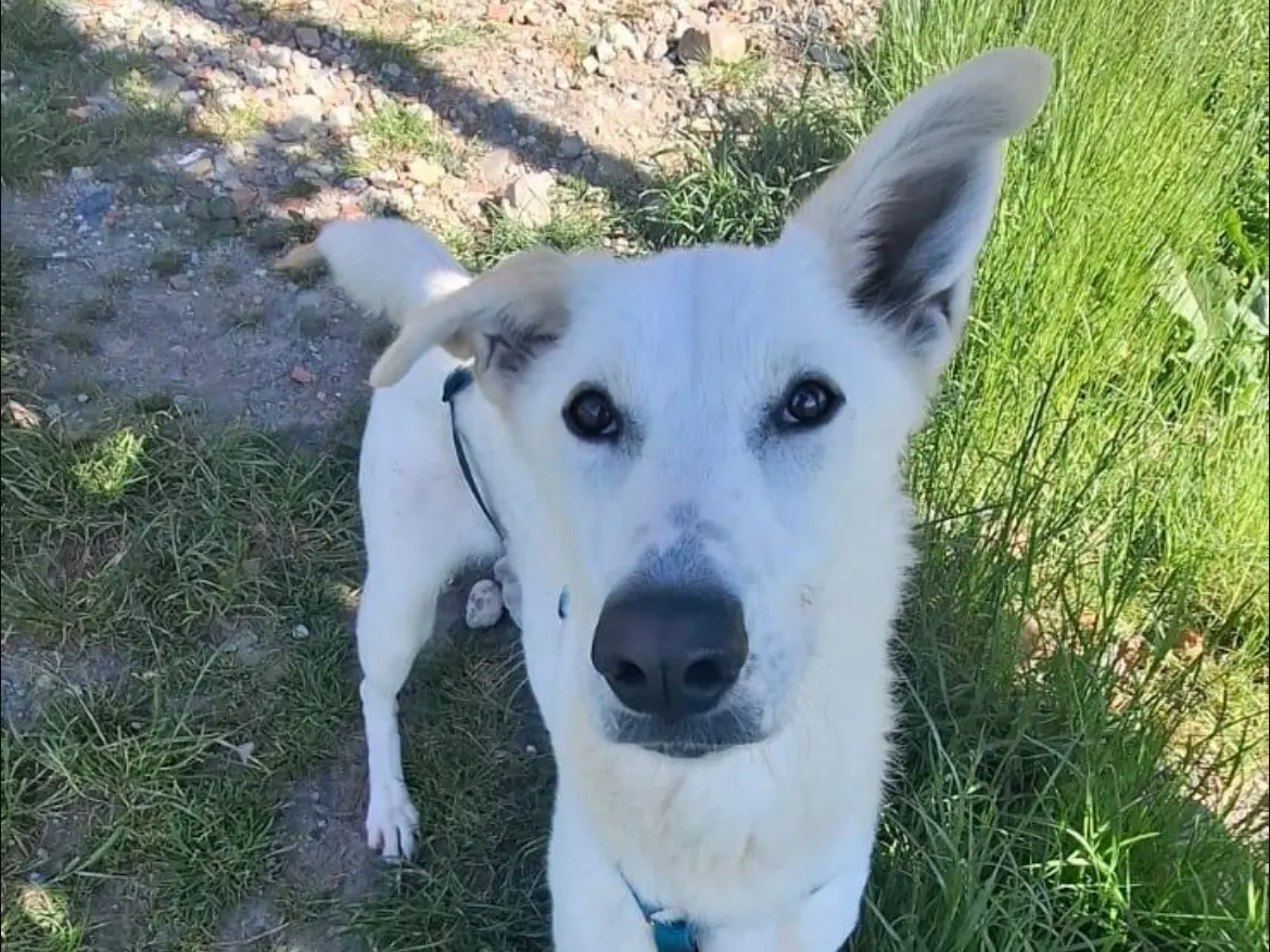 Adotta un cane, taglia media, femmina, Torino