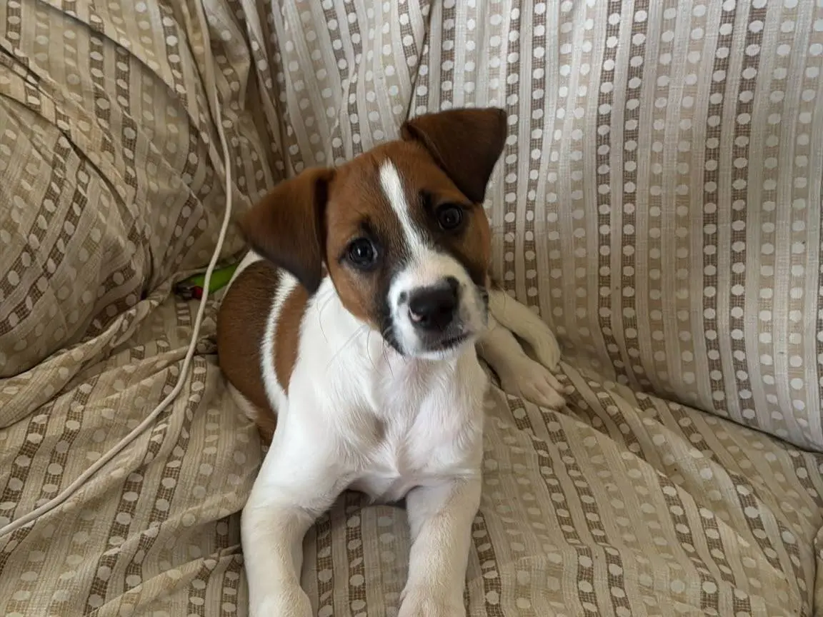 Adozione cane, femmina, Jack Russell Terrier Razza sconosciuta, 6 mesi, taglia piccola, Siracusa