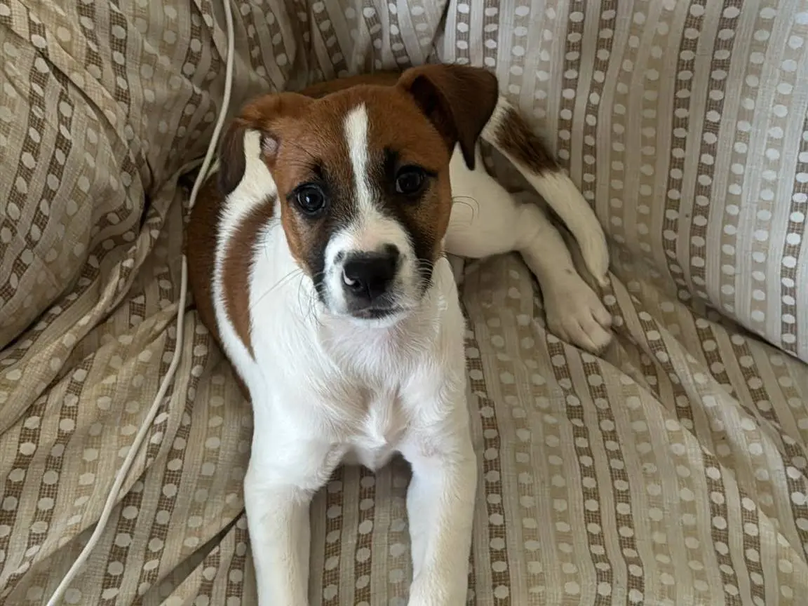 Adotta un cane, femmina, 6 mesi, Siracusa