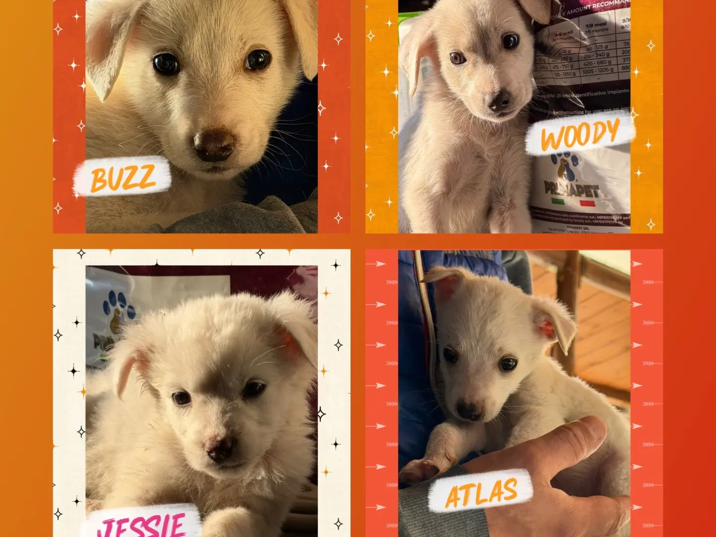 Adozione cane, maschio, Razza sconosciuta Razza sconosciuta, 1 mese, taglia media contenuta, Catanzaro