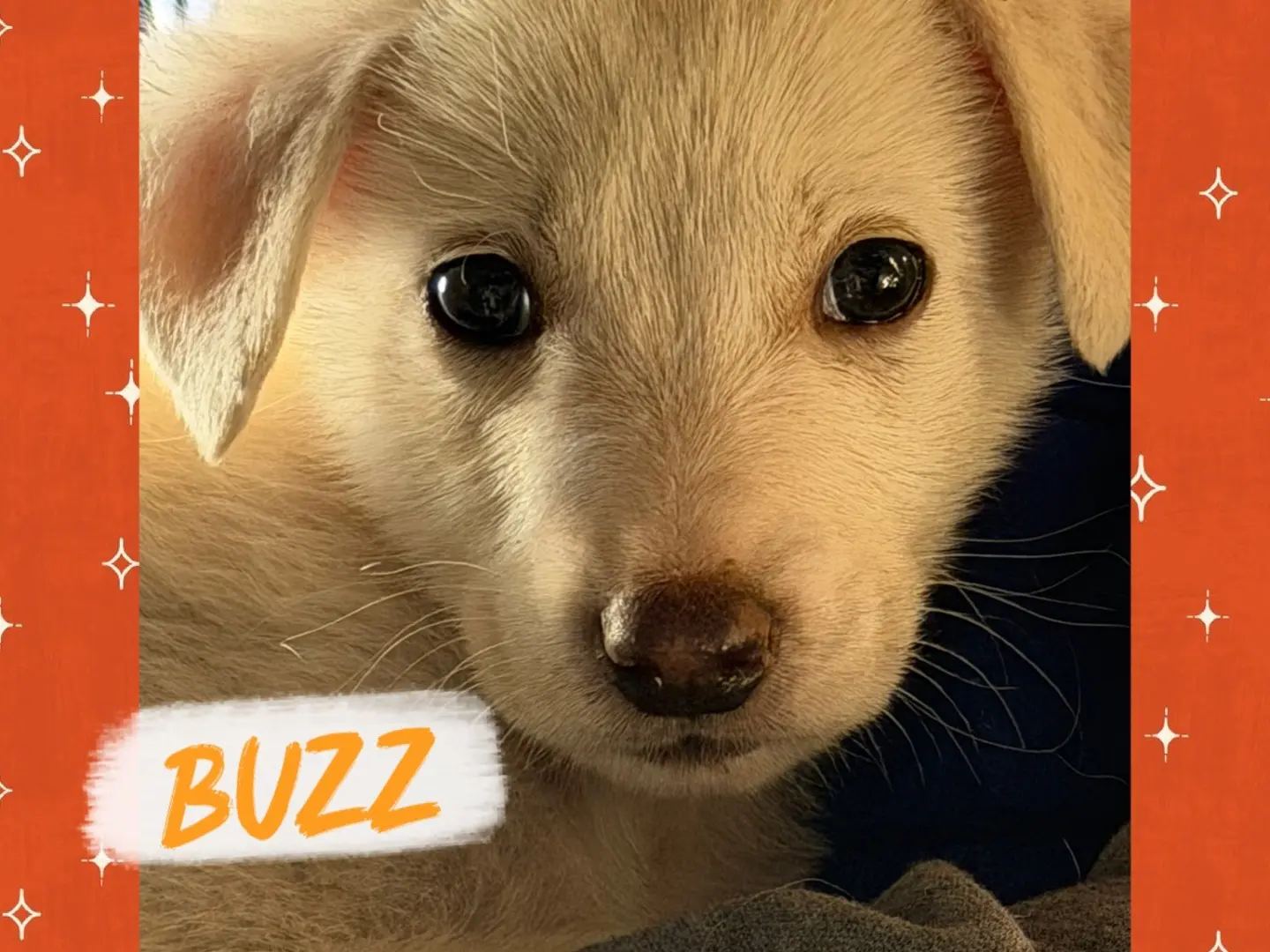 Adotta un cane, maschio, 1 mese, Catanzaro