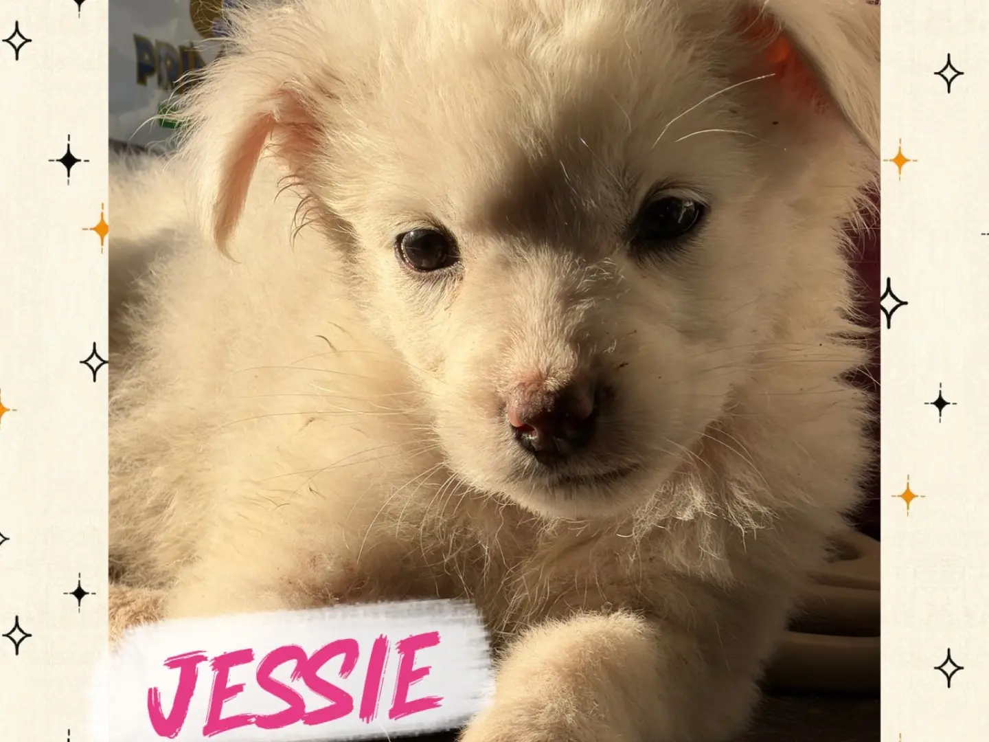 Adotta il cane Woody Buzz Atlas Jessie a Catanzaro