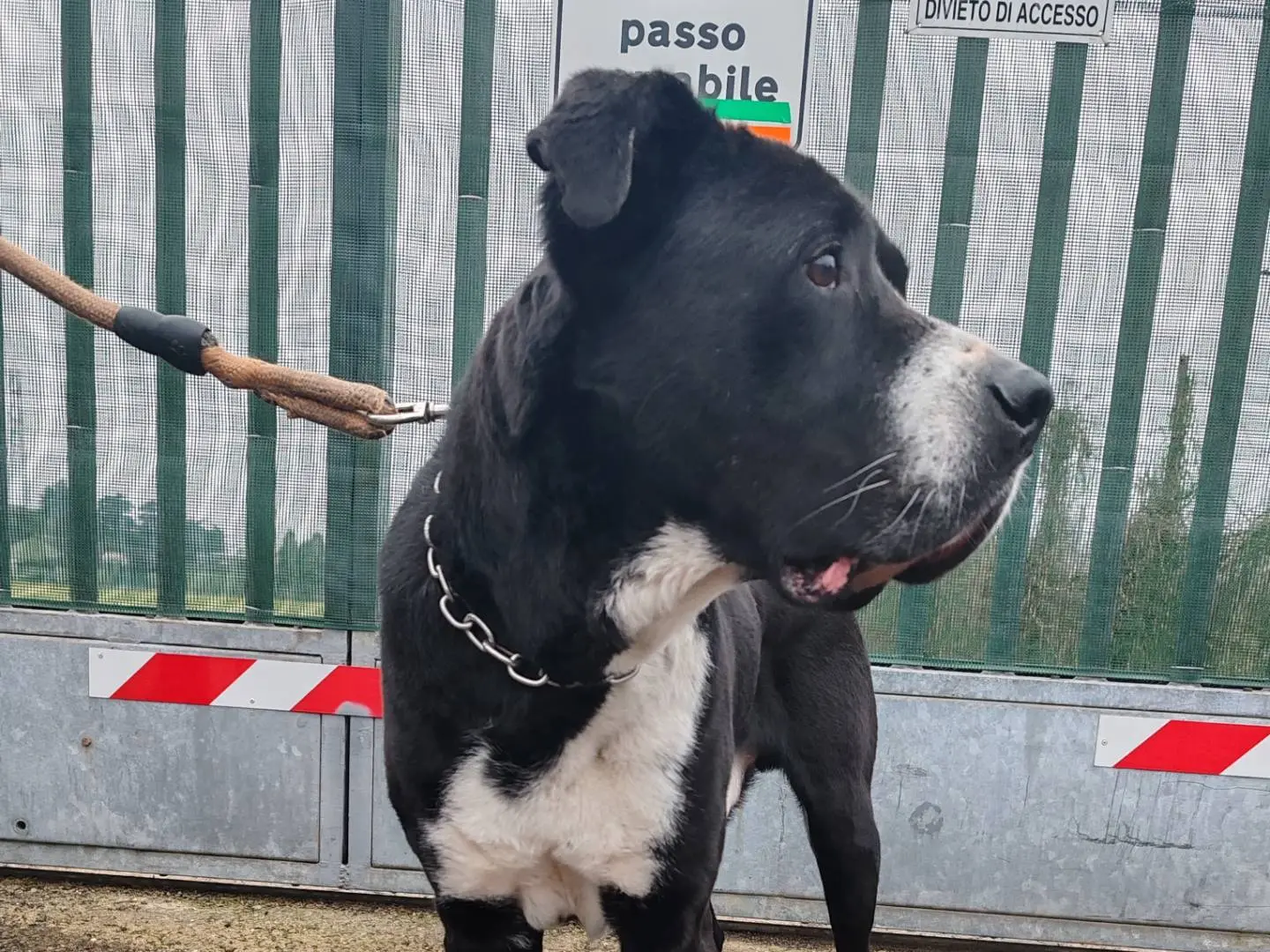 Adotta un cane, maschio, 11 anni e 8 mesi, Monza