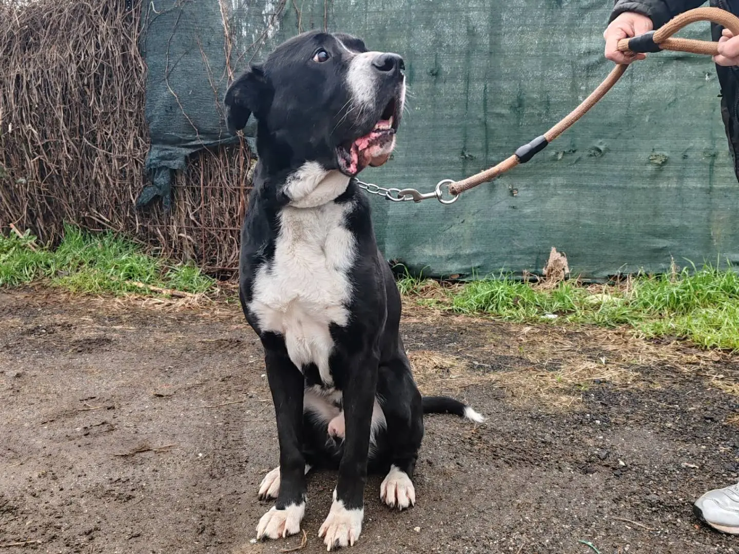 Adozione cane, maschio, Dogo Argentino Razza sconosciuta, 11 anni e 8 mesi, taglia grande, Monza