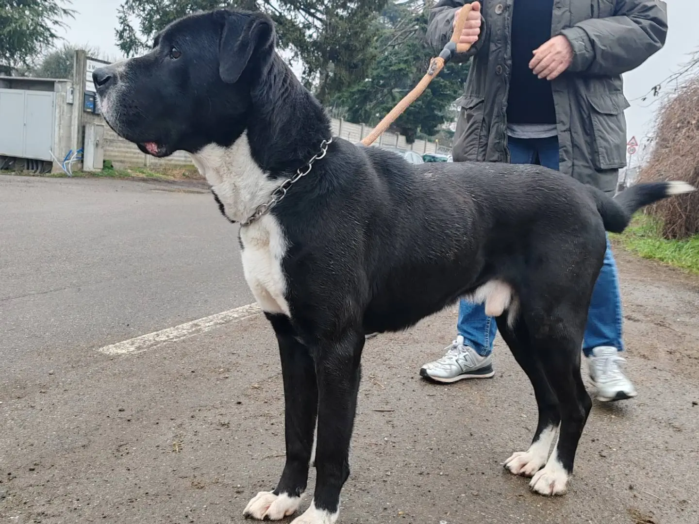 Adotta un cane, taglia grande, maschio, Monza