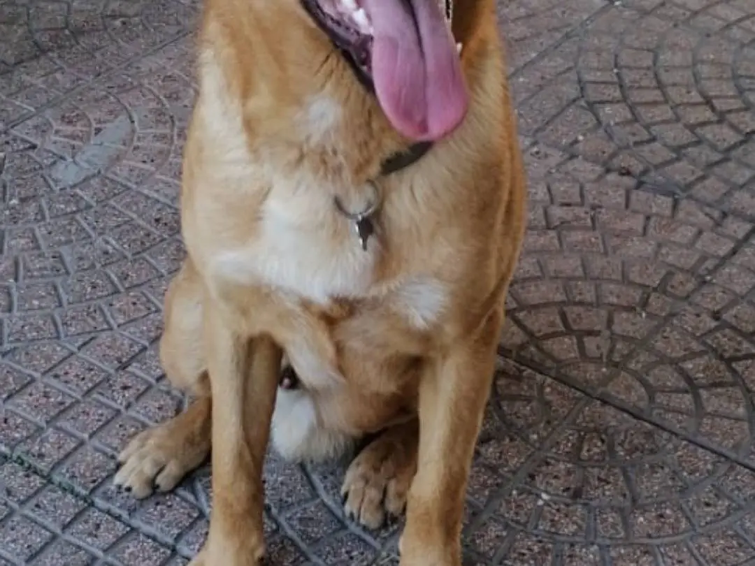 Adotta il cane YUKO a Napoli