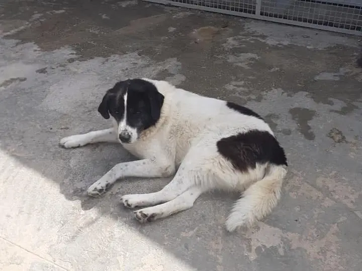 Adozione cane, femmina, Razza sconosciuta Razza sconosciuta, 11 anni e 5 mesi, taglia gigante, Caserta