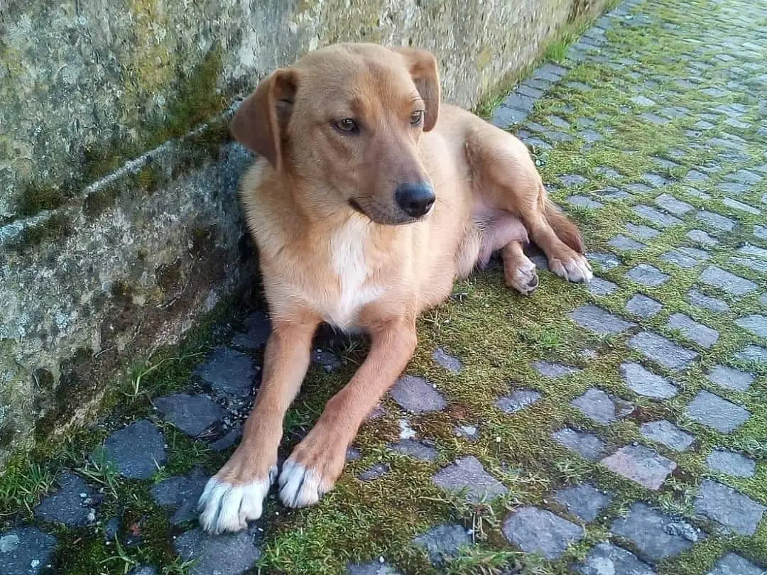 Adozione cane, femmina, meticcio, 6 anni e 9 mesi, taglia media, Salerno