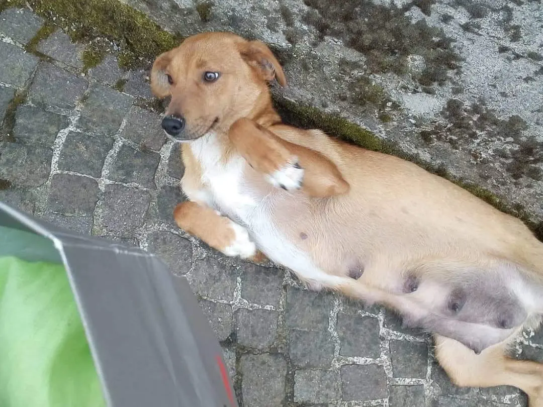 Adotta un cane, femmina, 6 anni e 9 mesi, Salerno