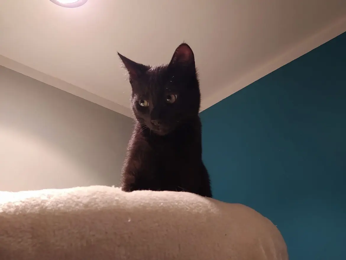 Adozione gatto, femmina, Razza sconosciuta Razza sconosciuta, 1 anno e 8 mesi, taglia non valida, Torino