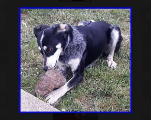 Adotta il cane Dumbo a Roma