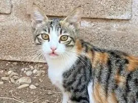 Adozione gatto, femmina, meticcio, 2 anni e 6 mesi, taglia non valida, Roma