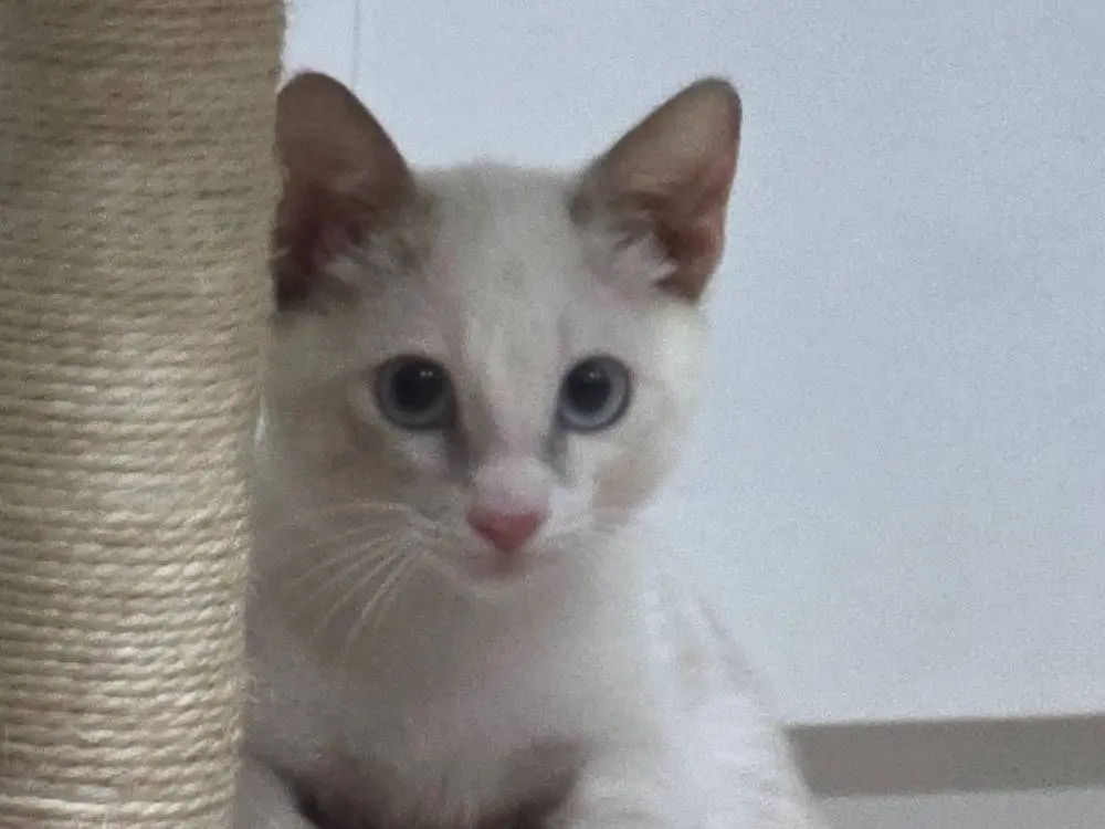 Adozione gatto, femmina, Razza sconosciuta Razza sconosciuta, 2 mesi, taglia non valida, Livorno