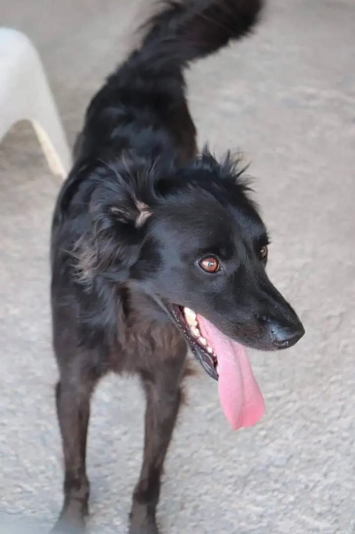 Adozione cane, maschio, meticcio, 6 anni e 6 mesi, taglia media, Napoli
