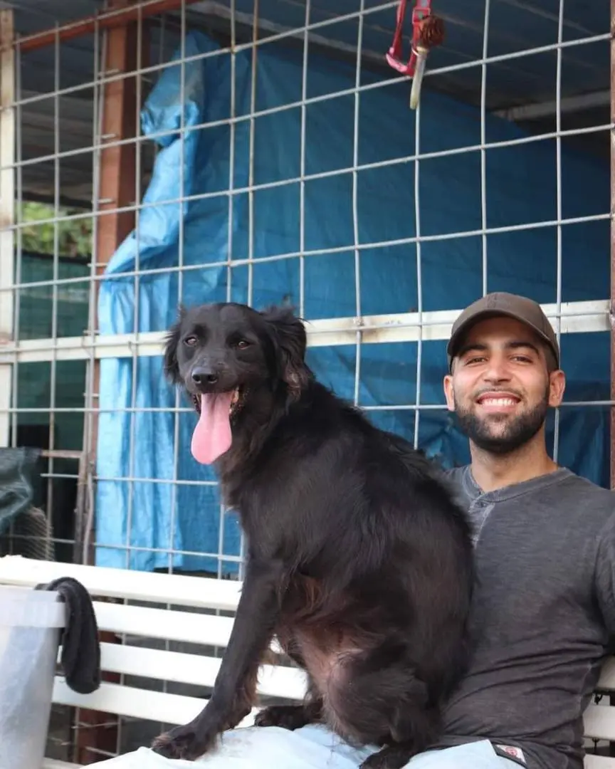 Adotta un cane, maschio, 6 anni e 6 mesi, Napoli