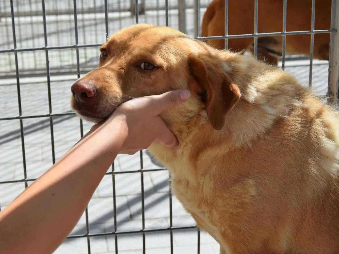 Adozione cane, maschio, Razza sconosciuta Razza sconosciuta, 6 anni e 11 mesi, taglia media contenuta, Chieti