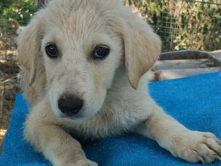 Adozione cane, maschio, Razza sconosciuta Razza sconosciuta, 5 mesi, taglia media, Vibo