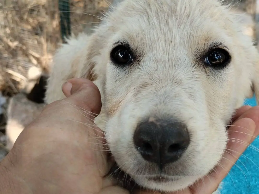 Adotta il cane SAMMY a Vibo