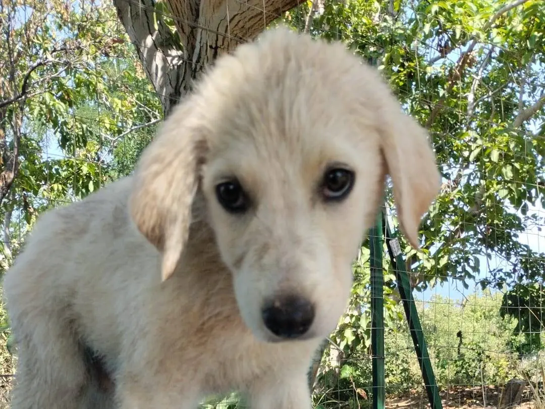 Adotta un cane, maschio, 5 mesi, Vibo