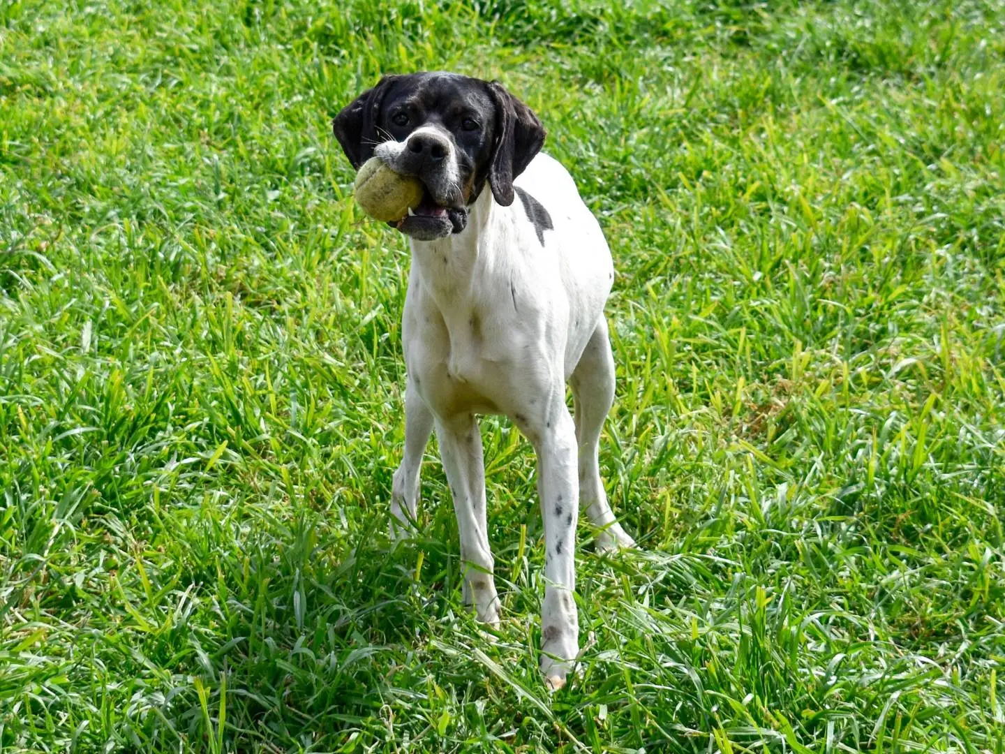 Adotta un cane, femmina, 2 anni e 4 mesi, Roma