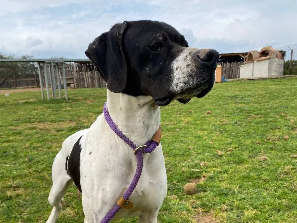Adozione cane, femmina, Pointer Razza sconosciuta, 2 anni e 4 mesi, taglia media, Roma