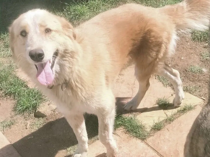 Adozione cane, femmina, Razza sconosciuta Razza sconosciuta, 2 anni e 9 mesi, taglia grande, Vibo