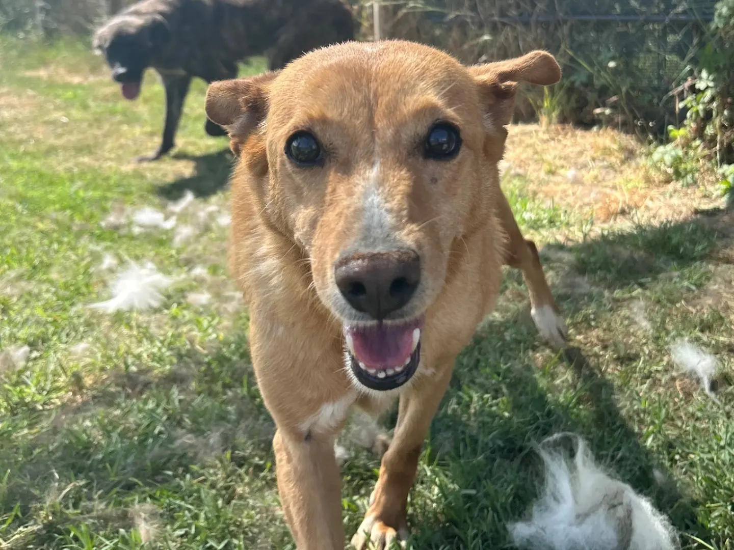 Adozione cane, femmina, Razza sconosciuta Razza sconosciuta, 10 anni e 1 mese, taglia piccola, Latina