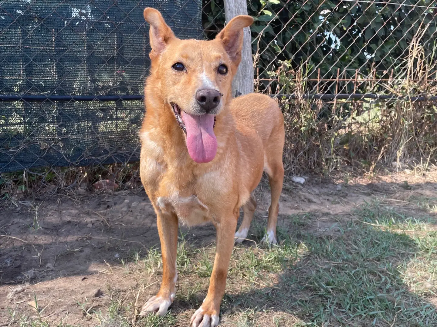 Adotta un cane, femmina, 10 anni e 1 mese, Latina
