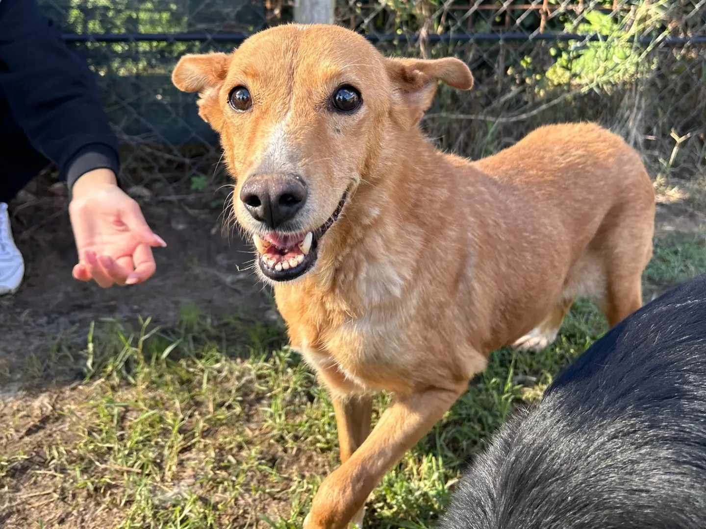 Adotta un cane, taglia piccola, femmina, Latina