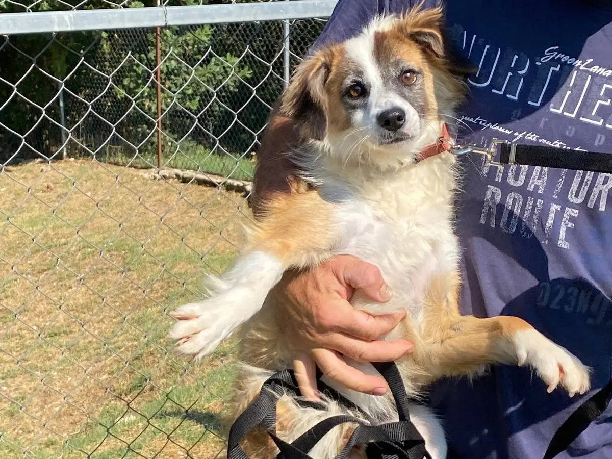 Adotta un cane, taglia piccola, femmina, Frosinone