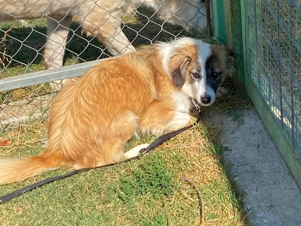 Vuoi adottare un cane a Frosinone?