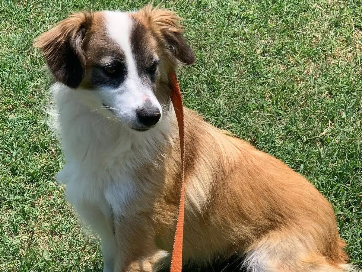 Adozione cane, femmina, Razza sconosciuta Razza sconosciuta, 3 anni e 4 mesi, taglia piccola, Frosinone