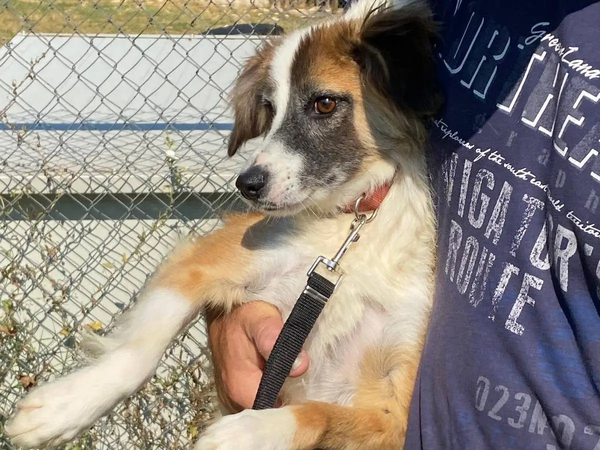 Adotta un cane, femmina, 3 anni e 4 mesi, Frosinone