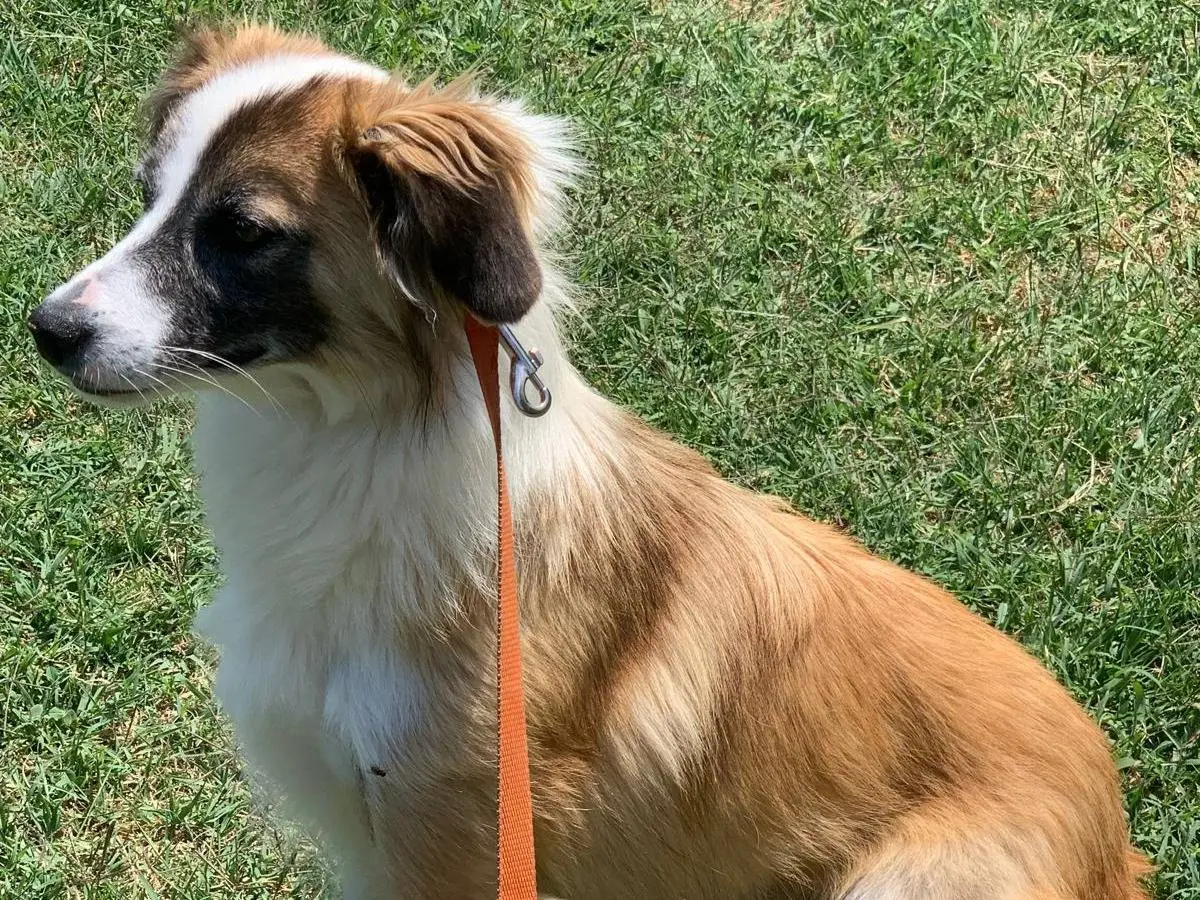 Adotta il cane Luna a Frosinone