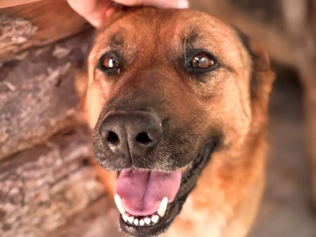 Adozione cane, femmina, Pastore tedesco Razza sconosciuta, 5 anni e 3 mesi, taglia grande, Crotone