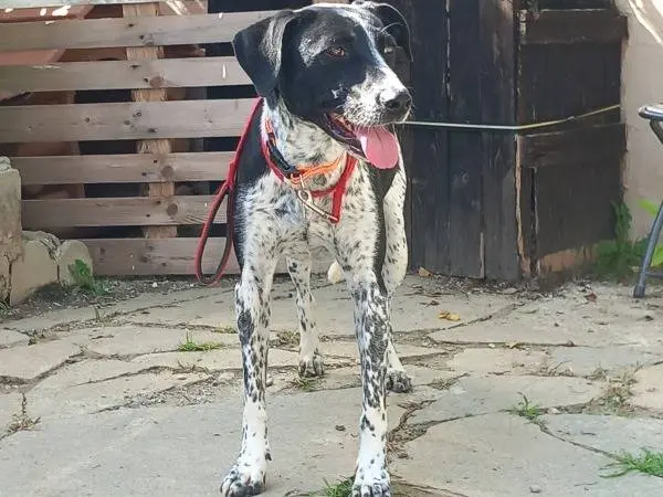 Adozione cane, femmina, Razza sconosciuta Razza sconosciuta, 5 anni e 1 mese, taglia media, Torino