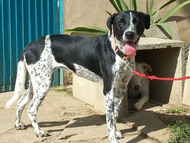 Adotta un cane, femmina, 5 anni e 1 mese, Torino