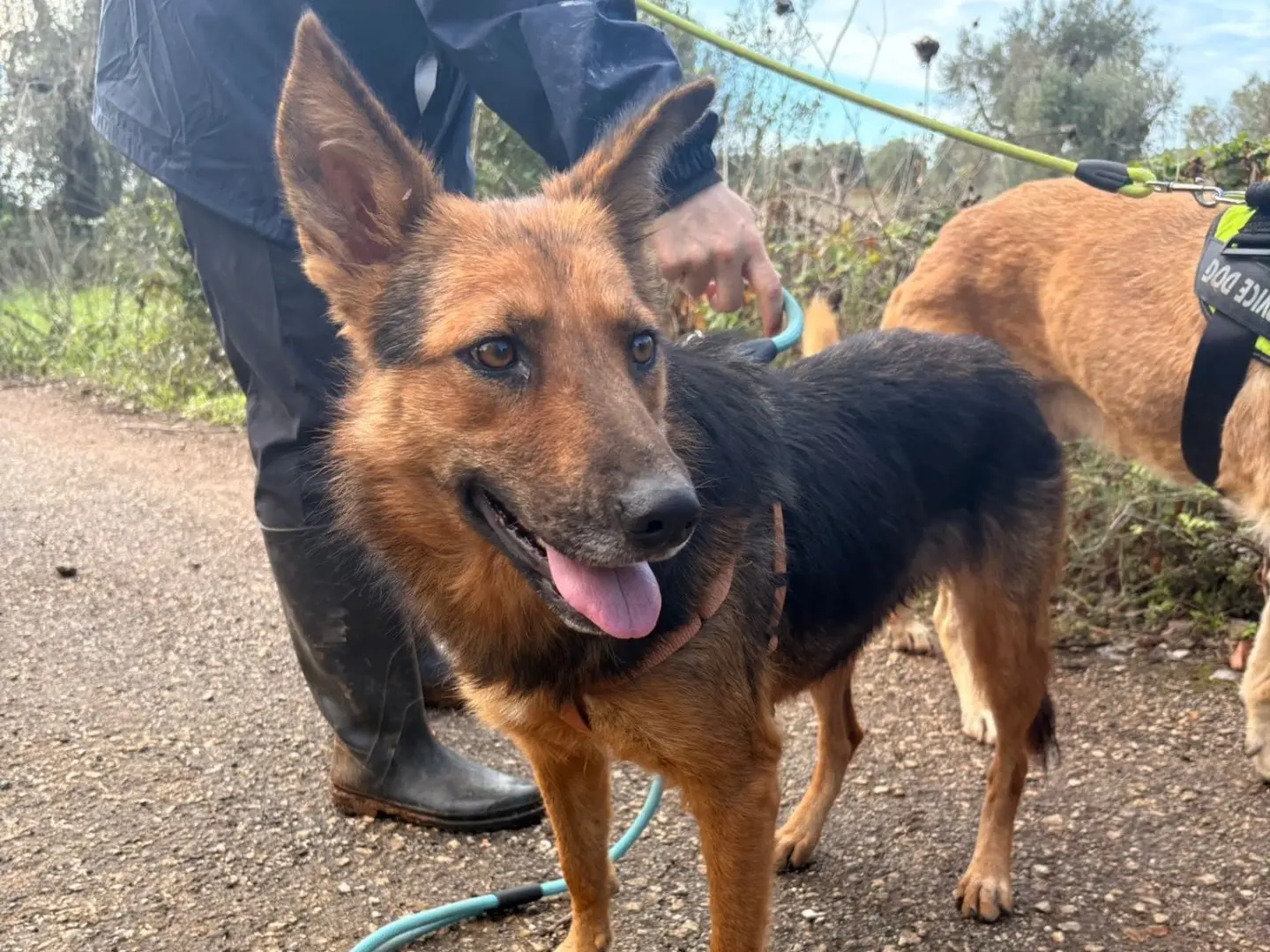 Adozione cane, femmina, Razza sconosciuta Razza sconosciuta, 5 anni, taglia media, Taranto