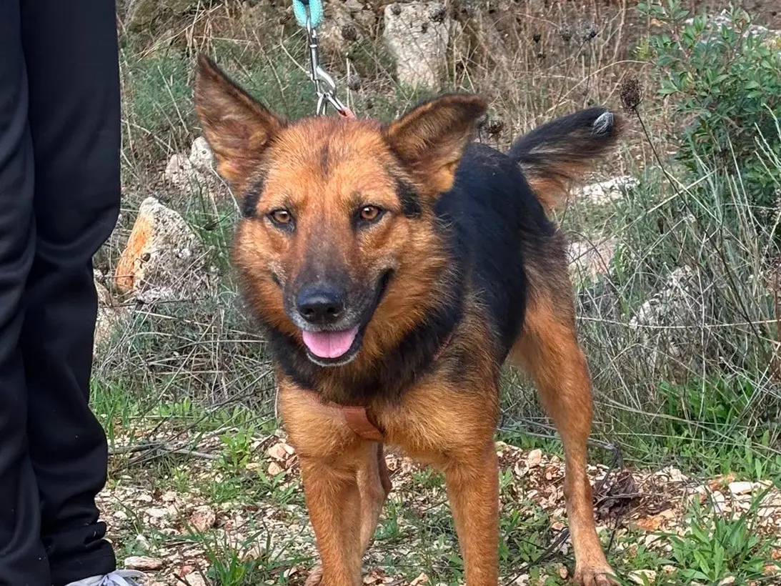 Adotta un cane, femmina, 5 anni, Taranto