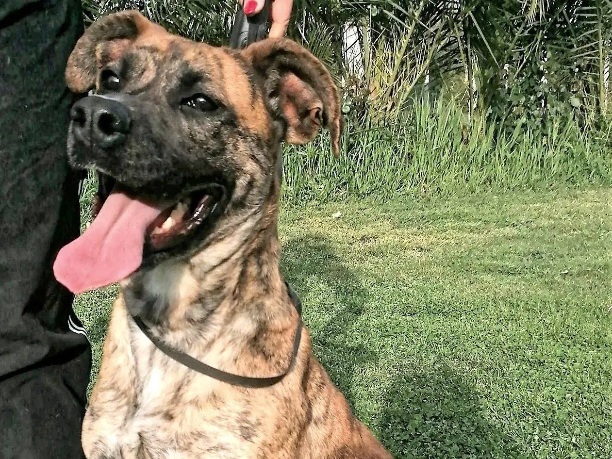 Adotta un cane, femmina, 7 anni e 4 mesi, Roma