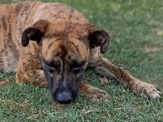 Adotta il cane RUNA a Roma
