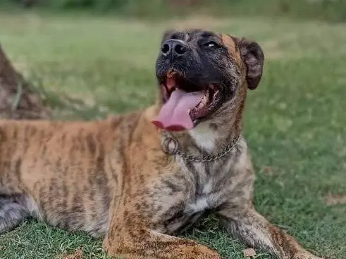 Adozione cane, femmina, Boxer Corso, 7 anni e 4 mesi, taglia media, Roma