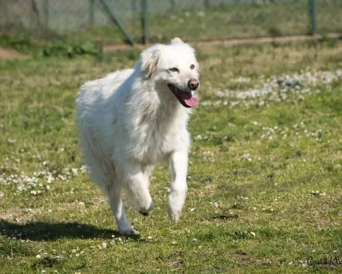 Adotta un cane, femmina, 9 anni e 5 mesi, Roma