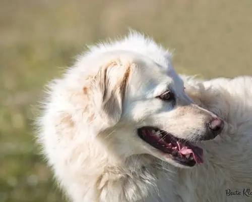 Vuoi adottare un cane a Roma?