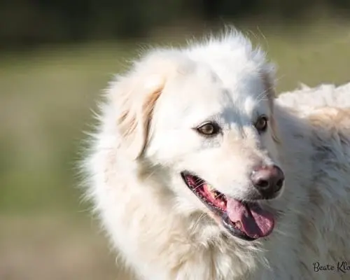 Adozione cane, femmina, meticcio, 9 anni e 5 mesi, taglia grande, Roma