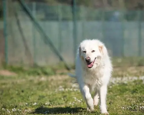Adotta un cane, taglia grande, femmina, Roma