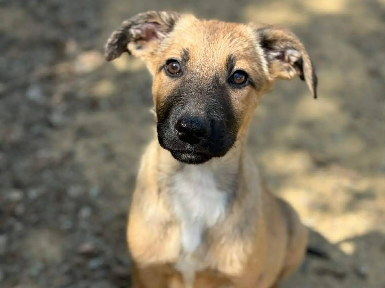Adotta il cane FABIO FRED e FRIDOLF a Firenze