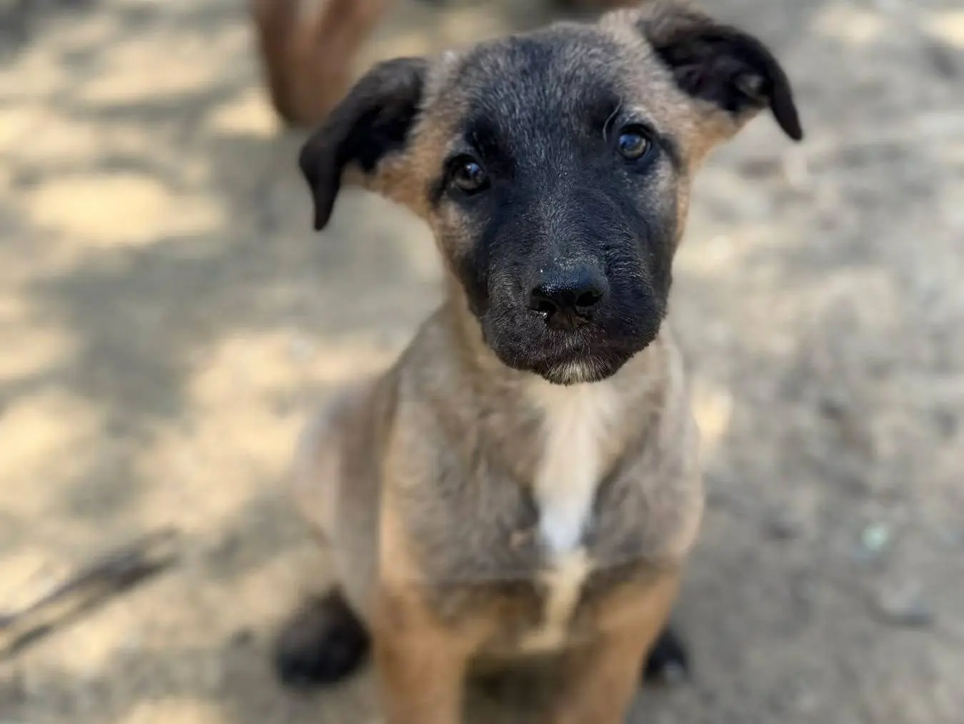 Vuoi adottare un cane a Firenze?